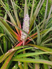 Bromelia antiacantha