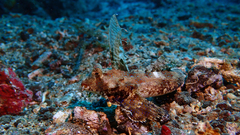 Dactylopus kuiteri