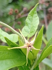 Oxypetalum wightianum