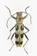 Chlorophorus herbstii