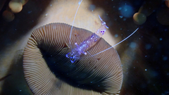 Ancylomenes sarasvati