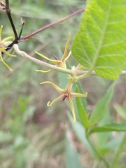 Oxypetalum wightianum