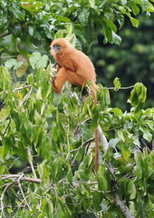 Presbytis rubicunda