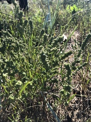 Atriplex littoralis