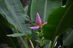 Eupetomena cirrochloris