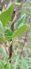 Oxypetalum wightianum