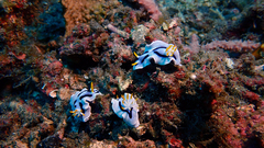 Chromodoris alcalai