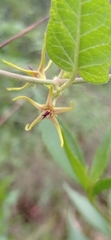 Oxypetalum wightianum