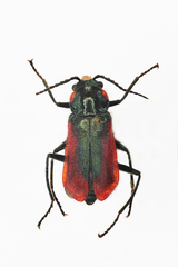 Malachius aeneus
