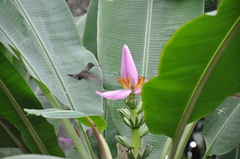 Eupetomena cirrochloris