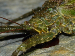 Pristonotus tuberosus