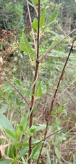 Oxypetalum wightianum