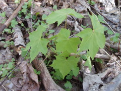 Kalopanax septemlobus