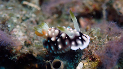 Goniobranchus geometricus