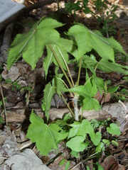 Kalopanax septemlobus