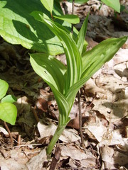 Cypripedium parviflorum pubescens