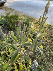 Kalanchoe