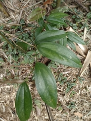 Smilax lanceifolia