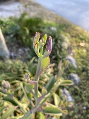 Kalanchoe