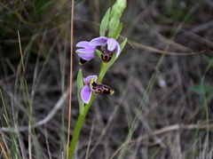 Ophrys scolopax