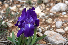 Iris lutescens