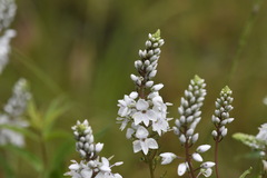 Veronica derwentiana