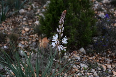 Asphodelus fistulosus