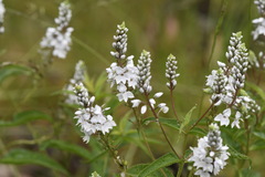 Veronica derwentiana