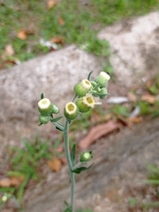 Erigeron primulifolius