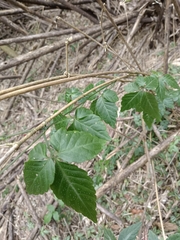 Gynostemma pentaphyllum