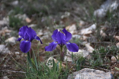 Iris lutescens