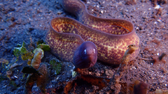 Gymnothorax thyrsoideus
