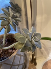 Graptopetalum