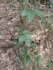 Smilax lanceifolia