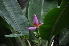 Musa ornata