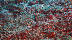 Heteroconger hassi