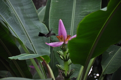 Musa ornata