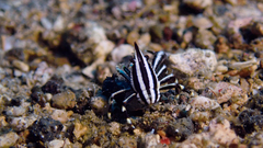 Allogalathea elegans