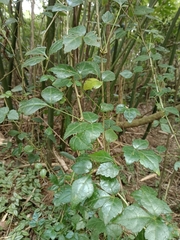 Eleutherococcus trifoliatus setosus