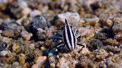 Allogalathea elegans