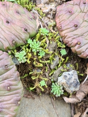 Sedum rubens