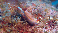 Hypselodoris emma