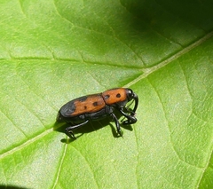 Rhodobaenus quinquepunctatus