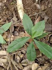 Amischotolype hispida