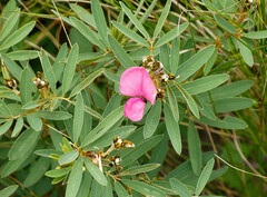 Tephrosia bachmannii