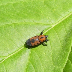 Rhodobaenus quinquepunctatus