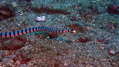 Laticauda colubrina