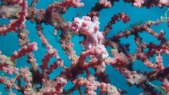 Hippocampus bargibanti