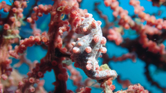 Hippocampus bargibanti