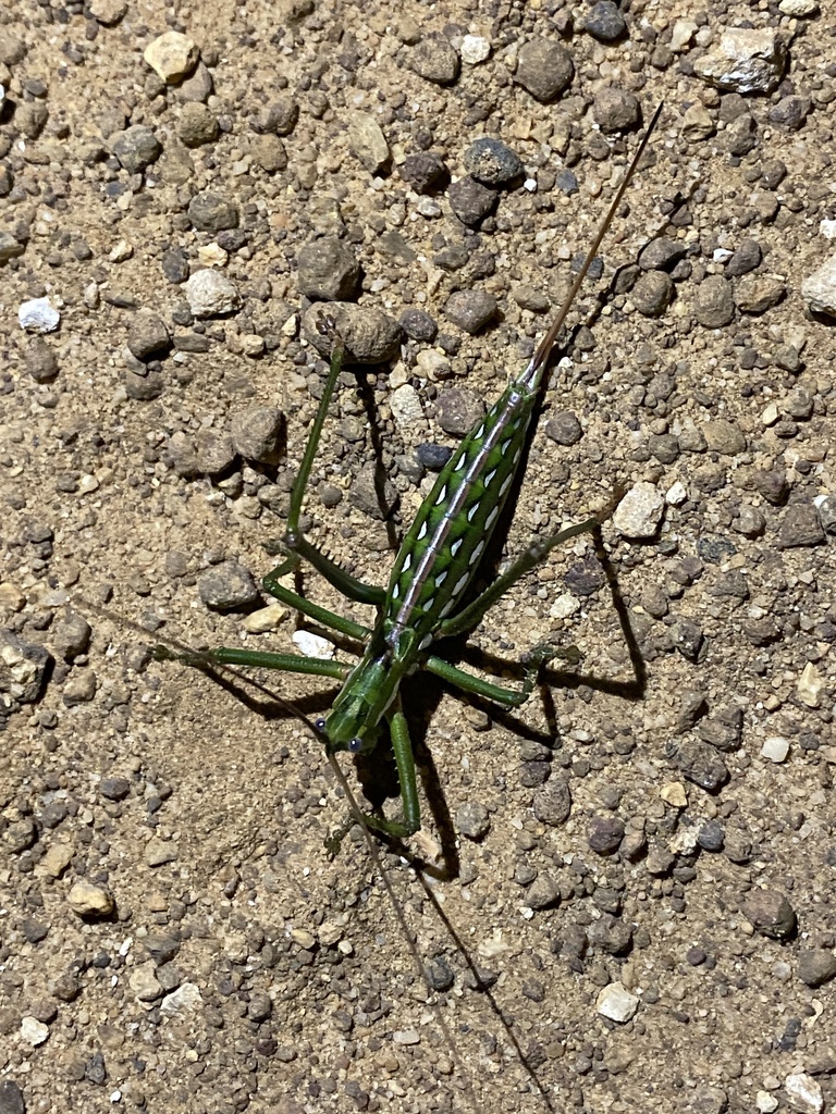 Hemisaga albilinea